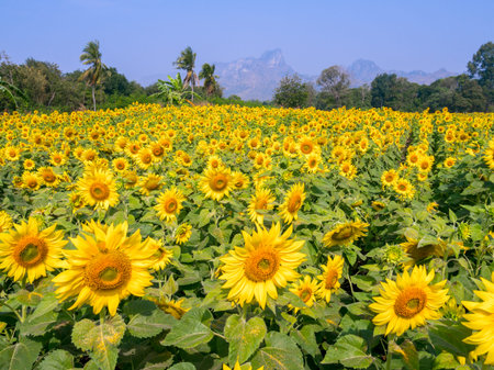Sunflower field in Lopburi, Thailandの写真素材