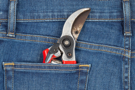 Pruning Shears in  Blue Jeans Pocket, concept and background.の写真素材
