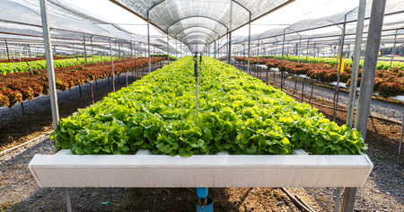 Hydroponics lettuce cultivation farm, Green oak and red coral in hydroponics farm.の写真素材