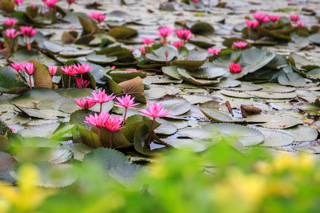 Pink water lily in the pond with green forground blurred,の写真素材