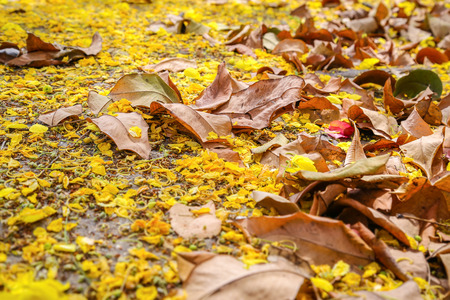 Close up view of the ground covered with fallen yellow flowers and fallen dried brown leaves.の写真素材