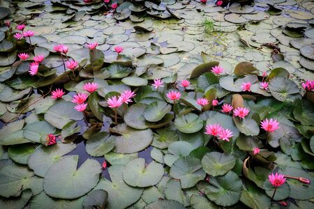 Pink water lily  blooming in the pondの写真素材