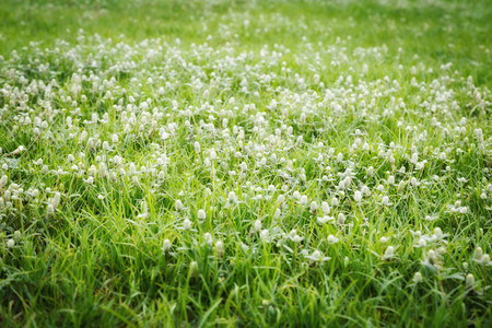White gomphrena weed flowers in lawn, Background of Gomphrena weed flowers field ( selective focus)の写真素材