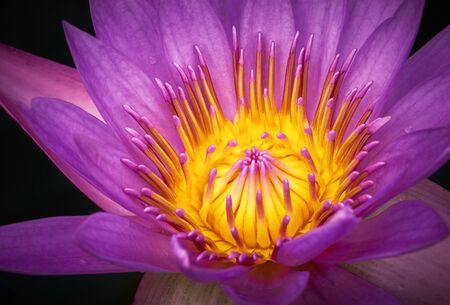 Close-up view of Purple water lillyの写真素材