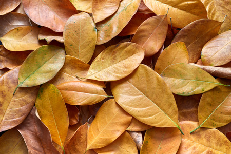Fallen autumn leaves or dry leaves use for backgroundの写真素材
