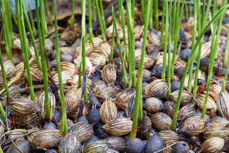 Group of green seedlings germinate from palm seeds.の写真素材