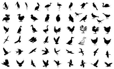 bird symbolの写真素材