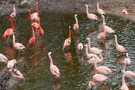 flamingoの写真素材