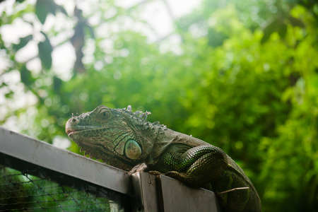 lizardの写真素材