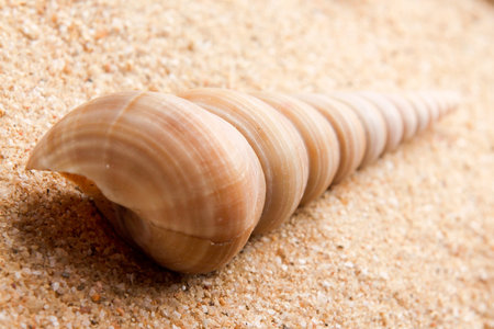 pearl on the seashell . The exotic sea shell . treasure from the sea