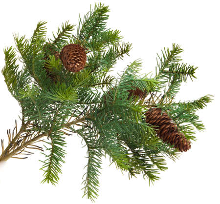 Cone and christmas tree isolated on whiteの写真素材