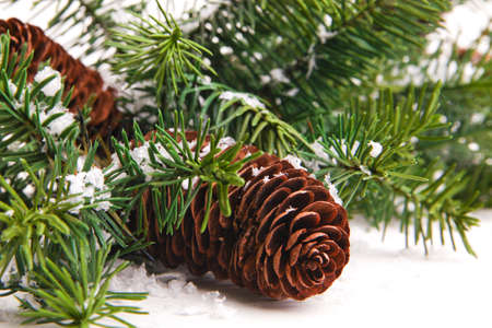 Cone and christmas tree isolated on whiteの写真素材