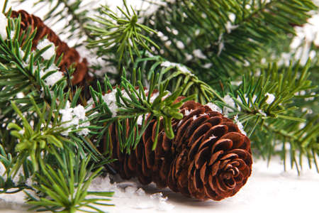 Cone and christmas tree isolated on whiteの写真素材