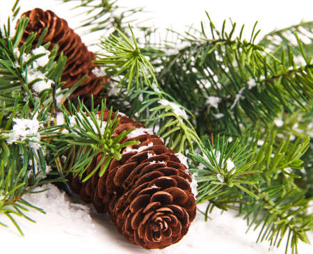 Cone and christmas tree isolated on whiteの写真素材