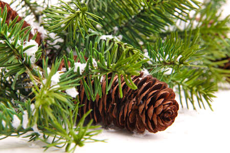 Cone and christmas tree isolated on whiteの写真素材