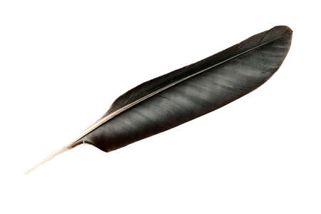 feather, の写真素材
