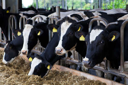 Dairy cows in a farm の写真素材