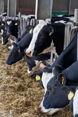 Dairy cows in a farm の写真素材