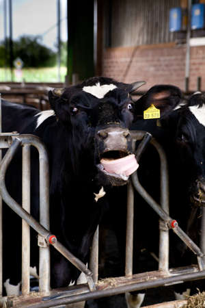 Dairy cows in a farm の写真素材