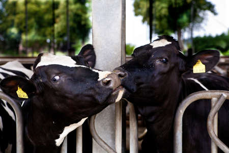 Dairy cows in a farm の写真素材