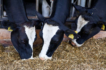 Dairy cows in a farm の写真素材