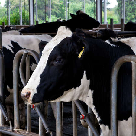 Dairy cows in a farm の写真素材