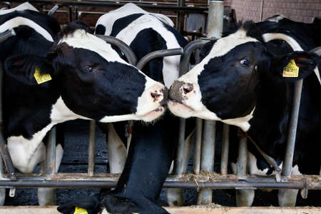 Dairy cows in a farm の写真素材