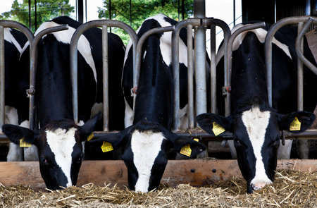 Dairy cows in a farm の写真素材