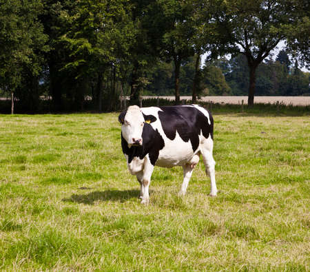 cowの写真素材