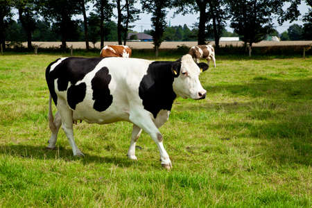 cowの写真素材