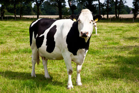 cowの写真素材