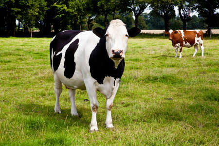 cowの写真素材
