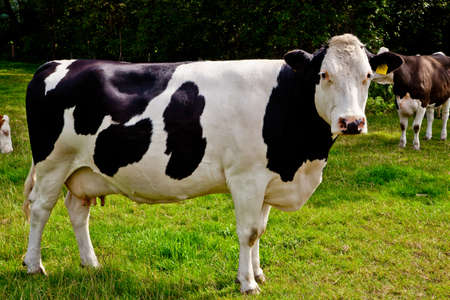 cow on meadow の写真素材