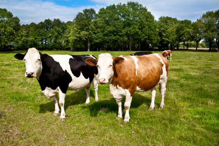 cow on meadow の写真素材