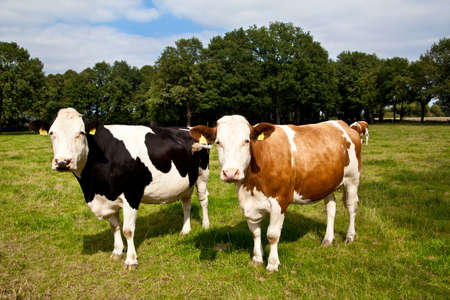 cow on meadow の写真素材