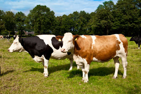 cow on meadow の写真素材
