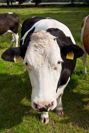 cow on meadow の写真素材