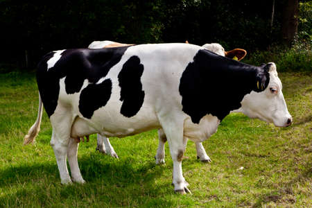 cow on meadow の写真素材