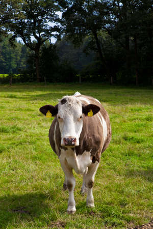 cow on meadow の写真素材