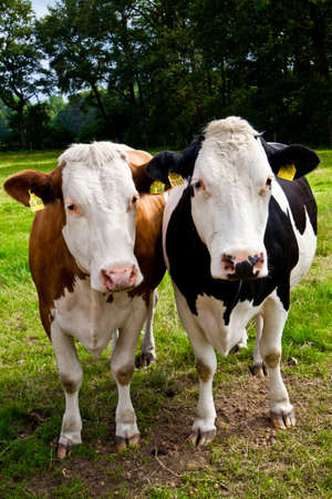 cow on meadow の写真素材