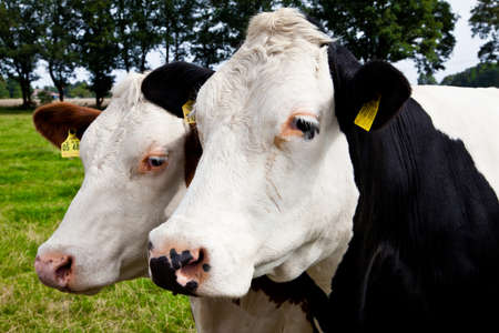 cow on meadow の写真素材