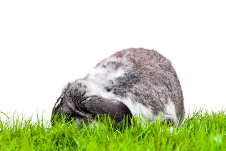 Adorable rabbit isolated on a white background. French Lop rabbit.の写真素材