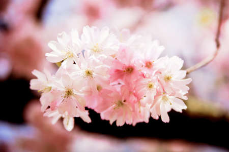 Sakura flowers blooming  Beautiful pink cherry blossomの写真素材