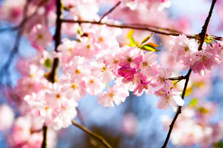 Sakura flowers blooming  Beautiful pink cherry blossomの写真素材