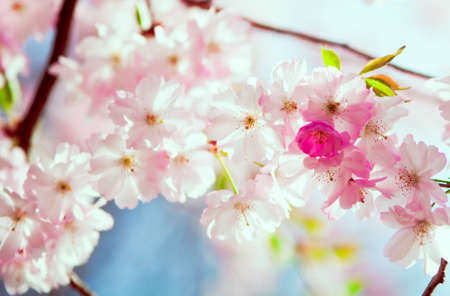 Sakura flowers blooming  Beautiful pink cherry blossomの写真素材