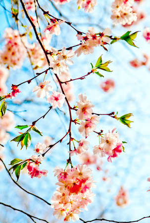 Sakura flowers blooming  Beautiful pink cherry blossomの写真素材