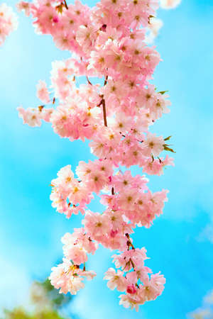 Sakura flowers blooming  Beautiful pink cherry blossomの写真素材