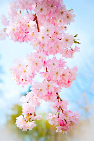 Sakura flowers blooming  Beautiful pink cherry blossomの写真素材