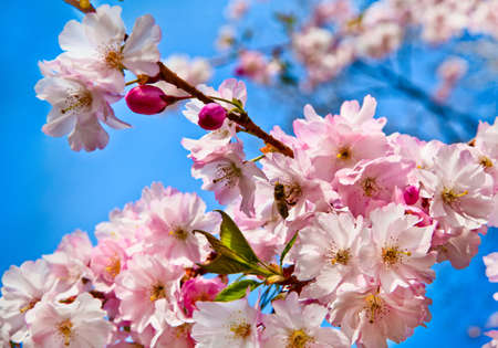 Sakura flowers blooming  Beautiful pink cherry blossomの写真素材