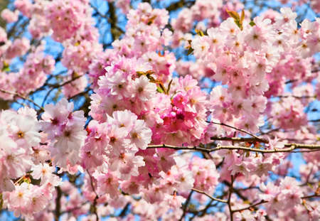 Sakura flowers blooming  Beautiful pink cherry blossomの写真素材